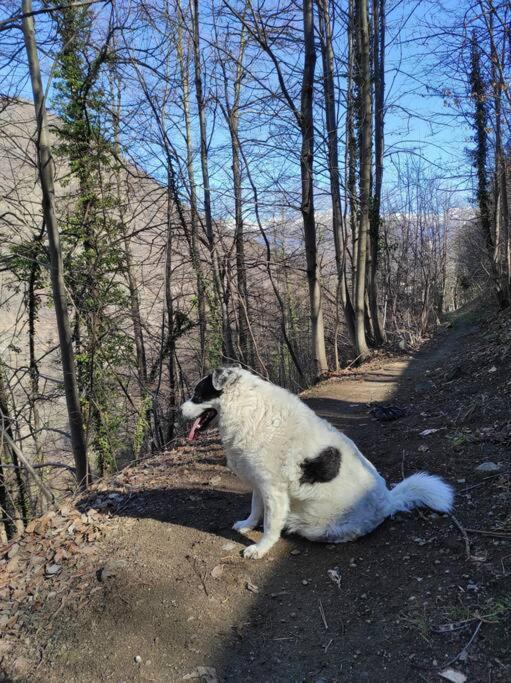 Casa Del Cios Calda E Intima Casetta Immersa Nel Delle Montagne Alpe Basciumo